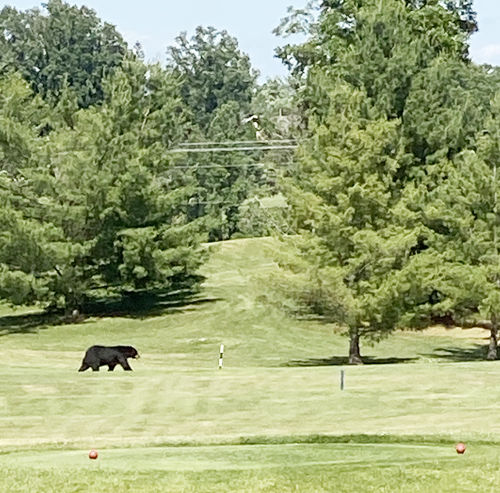 Back nine bear